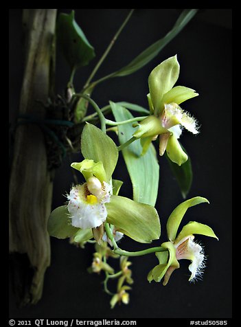 Bifrenaria racemosa. A species orchid (color)