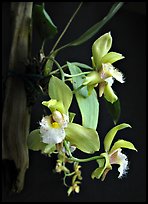 Bifrenaria racemosa. A species orchid ( color)