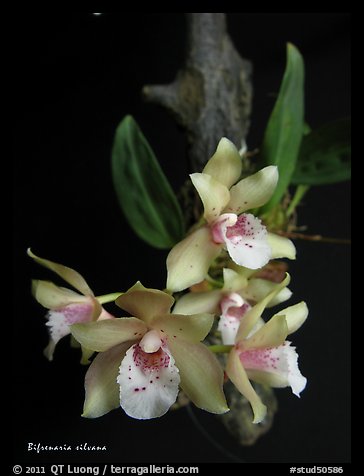 Bifrenaria silvana. A species orchid (color)