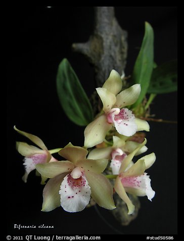 Bifrenaria silvana. A species orchid