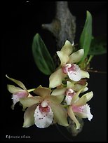 Bifrenaria silvana. A species orchid ( color)