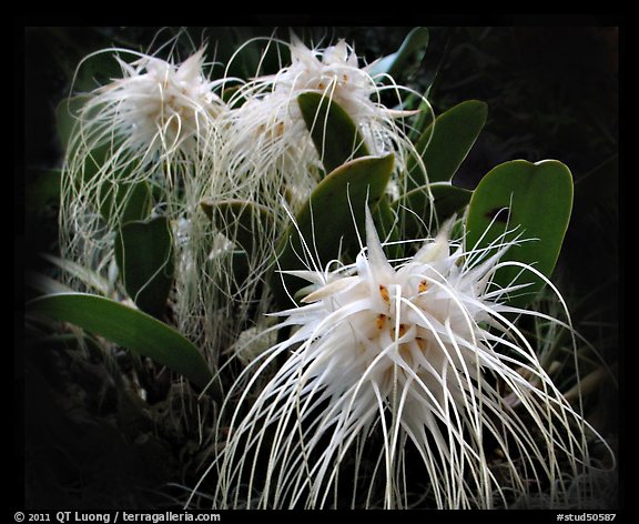 Bulbophyllum medusa. A species orchid (color)