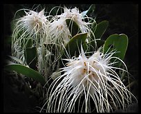 Bulbophyllum medusa. A species orchid (color)