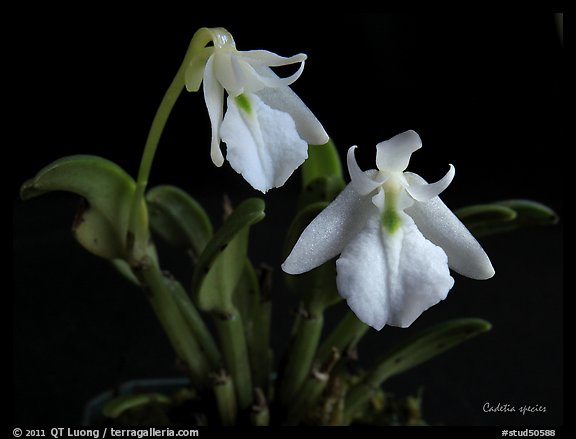 Cadetia species. A species orchid (color)