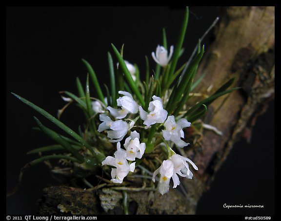 Capanemia micromera. A species orchid (color)