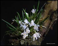 Capanemia micromera. A species orchid (color)