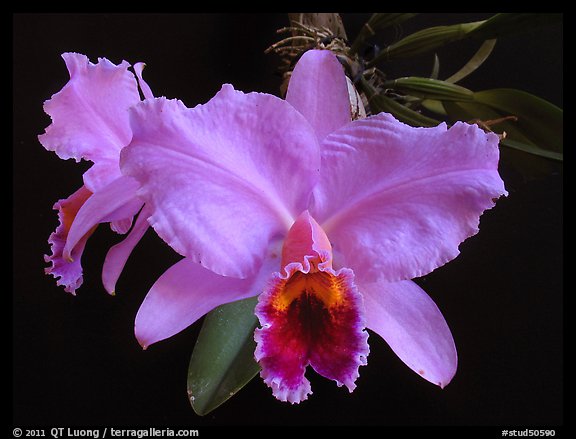 Cattleya percilviana 'Sumit'. A species orchid (color)