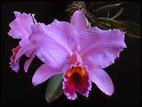 Cattleya percilviana 'Sumit'. A species orchid