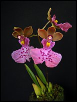 Caucaea mimetica. A species orchid ( color)