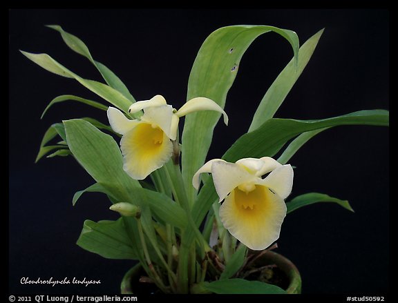 Chondrorhyncha lendyana. A species orchid