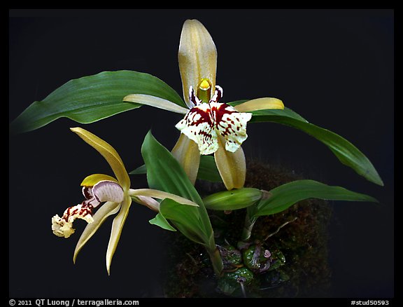 Coelogyne schilleriana. A species orchid (color)