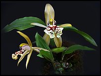 Coelogyne schilleriana. A species orchid (color)