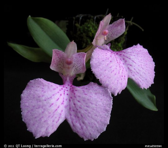 Comparettia macroplectron flower. A species orchid (color)