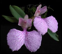 Comparettia macroplectron flower. A species orchid