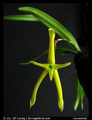 Cryptocentrum latifolium. A species orchid (color)