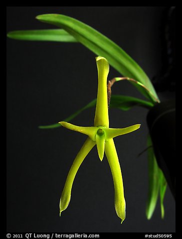 Cryptocentrum latifolium. A species orchid