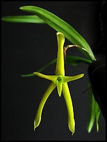 Cryptocentrum latifolium. A species orchid ( color)