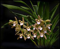 Cymbidium pumilum 'Blush'. A species orchid ( color)
