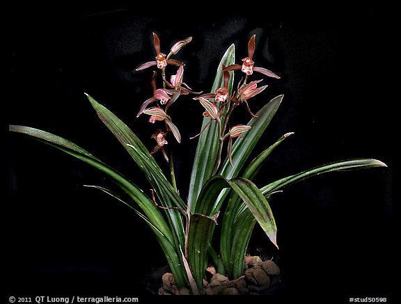 Cymbidium sinense 'Da Mo'. A species orchid (color)