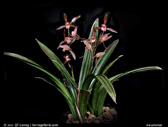 Cymbidium sinense 'Da Mo'. A species orchid