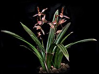 Cymbidium sinense 'Da Mo'. A species orchid ( color)