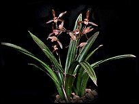 Cymbidium sinense 'Da Mo'. A species orchid (color)