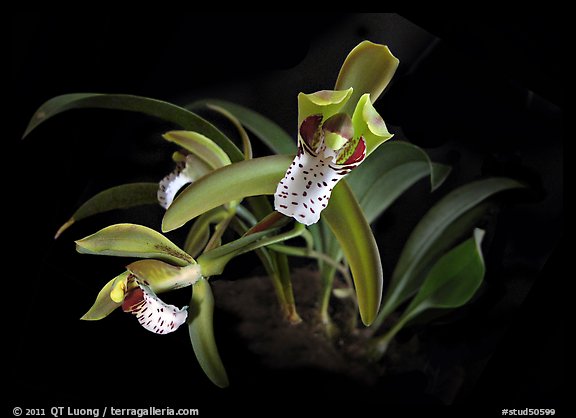 Cymbidium tigrinum. A species orchid (color)