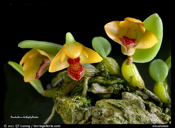 Dendrobium bulbophylloides. A species orchid (color)