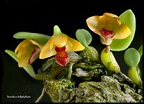 Dendrobium bulbophylloides. A species orchid