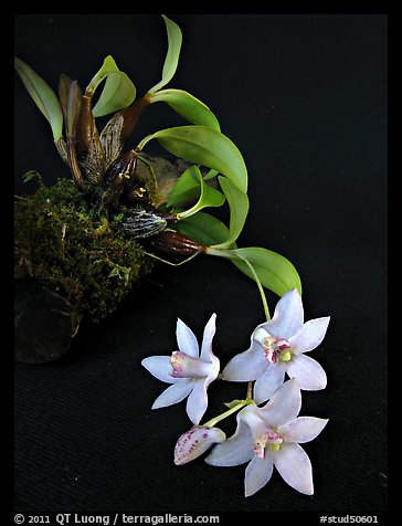 Dendrobium cruthwellii. A species orchid (color)