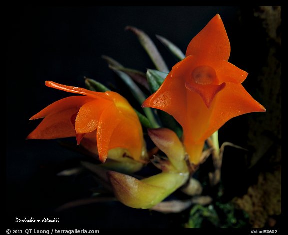 Dendrobium dekockii. A species orchid (color)