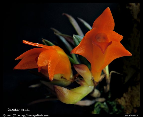 Dendrobium cruthwellii. A species orchid