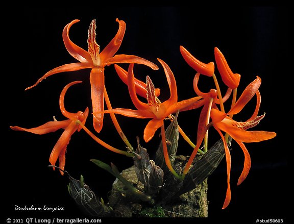 Dendrobium lamyaiae. A species orchid (color)