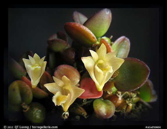 Dendrobium pachyphyllum. A species orchid (color)