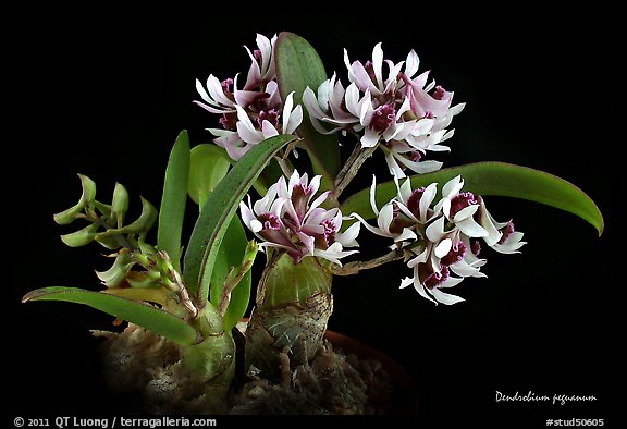 Dendrobium peguanum plant. A species orchid (color)