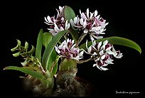 Dendrobium peguanum plant. A species orchid