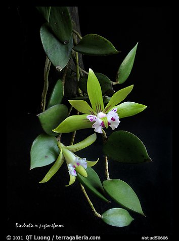Dendrobium pugioniforme. A species orchid (color)