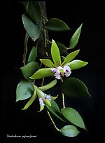 Dendrobium pugioniforme. A species orchid