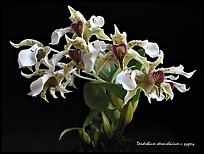 Dendrobium atroviolacicum v. pigmy. A species orchid