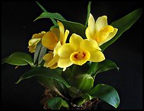 Dendrobium sulcatum. A species orchid ( color)