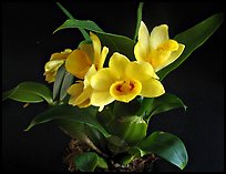 Dendrobium sulcatum. A species orchid