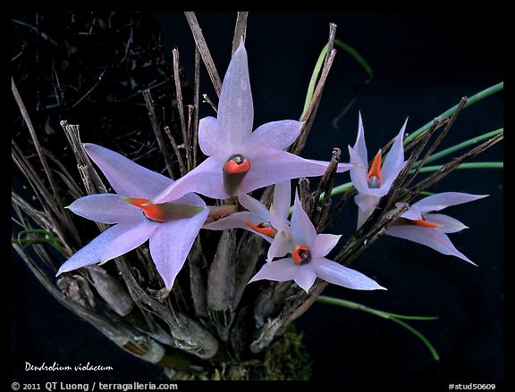 Dendrobium violaceum. A species orchid