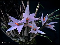 Dendrobium violaceum. A species orchid