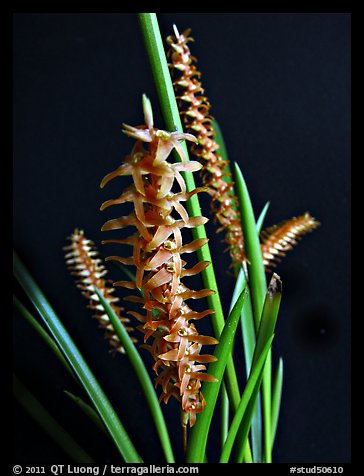 Dendrochillum wenzellii. A species orchid