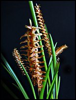 Dendrochillum wenzellii. A species orchid