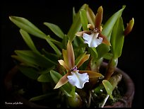 Dinema polybulbon. A species orchid