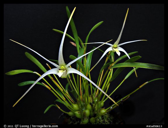 Diplocaulobium tentaculata. A species orchid (color)