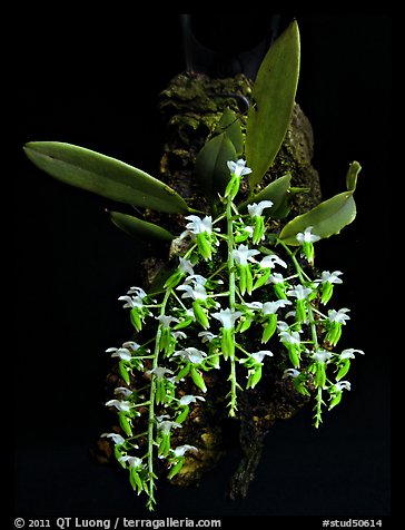 Dipteranthus pellucidus. A species orchid (color)