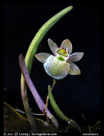 Domingoa kienastii. A species orchid (color)