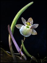 Domingoa kienastii. A species orchid ( color)